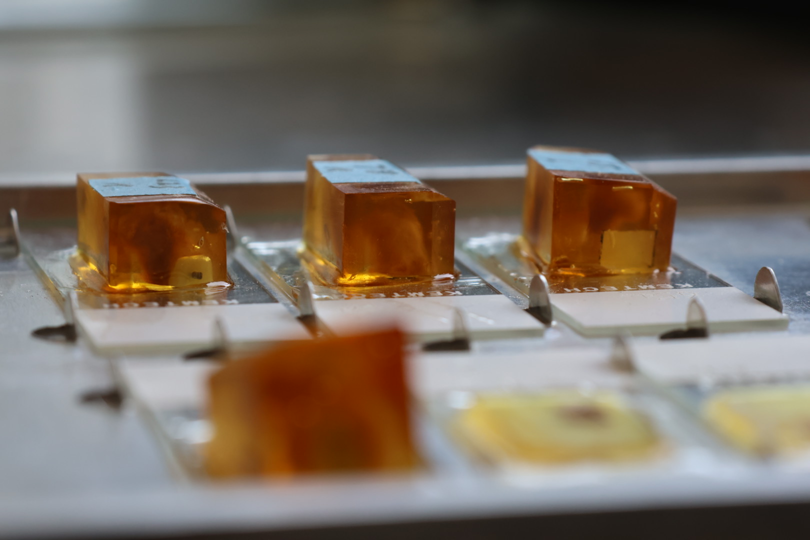 Resin blocks attached to slides, ready for cutting