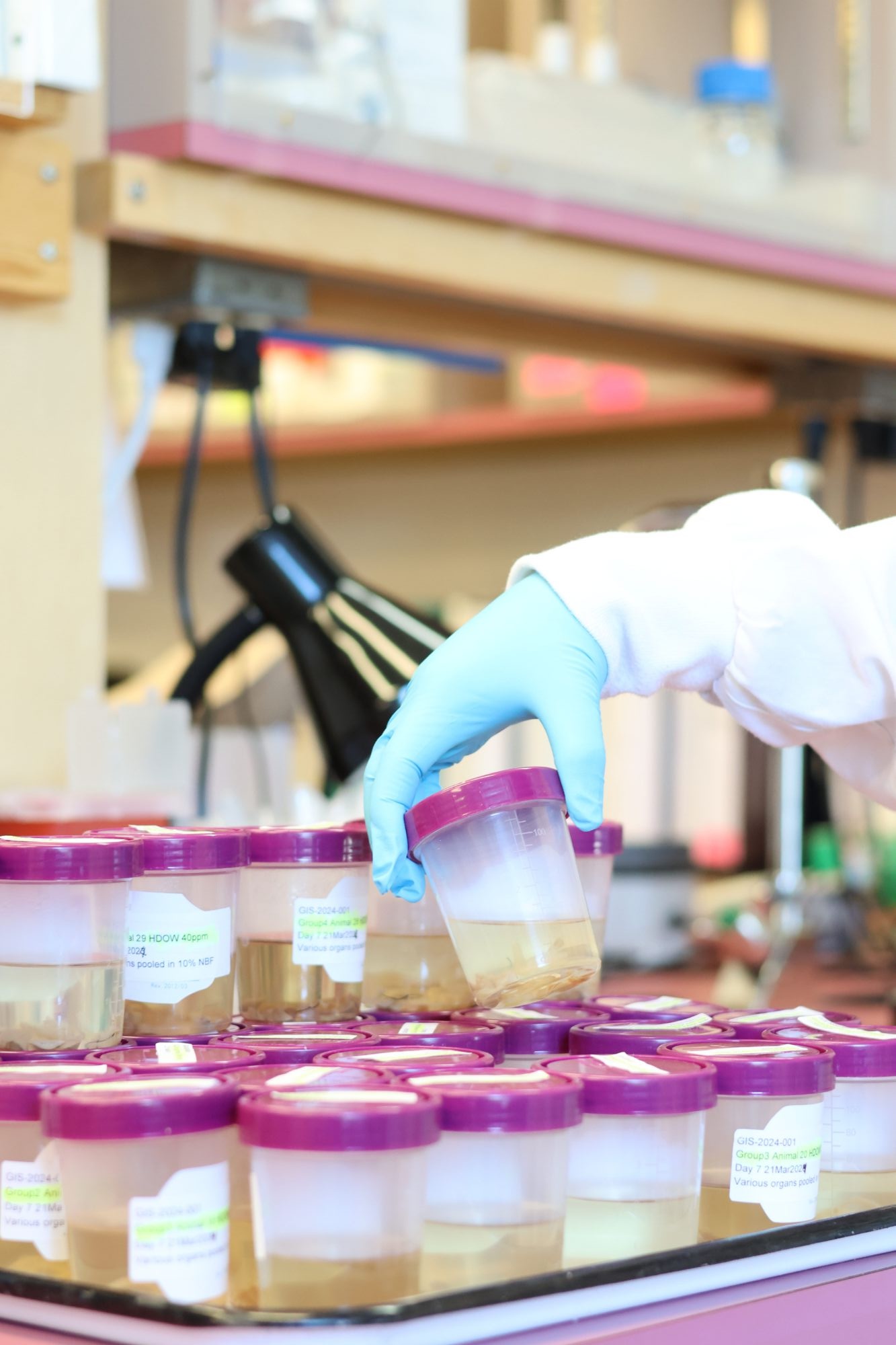 Tissue samples in 70% ethanol