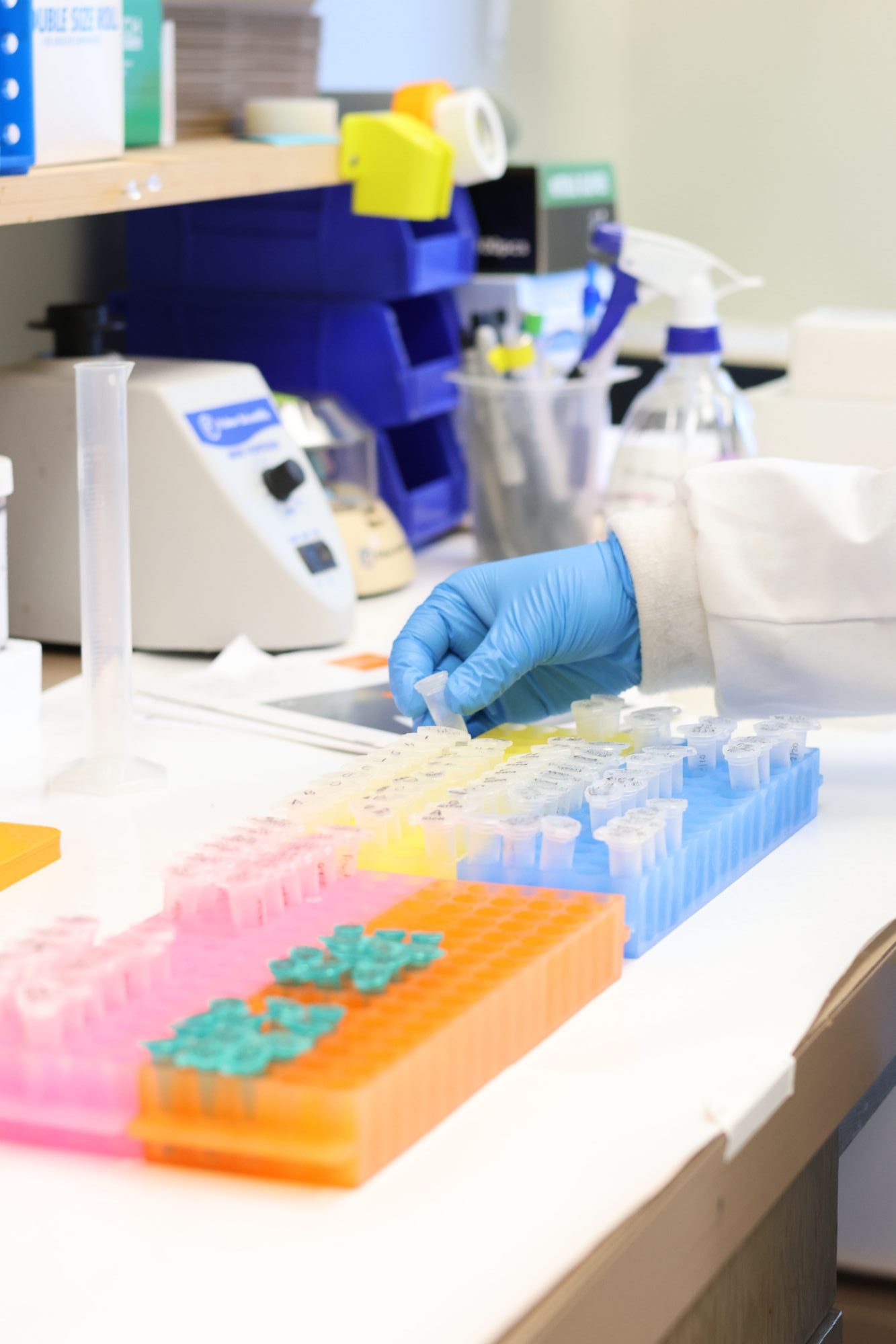 Histotechnologist performing Western Immunoblots