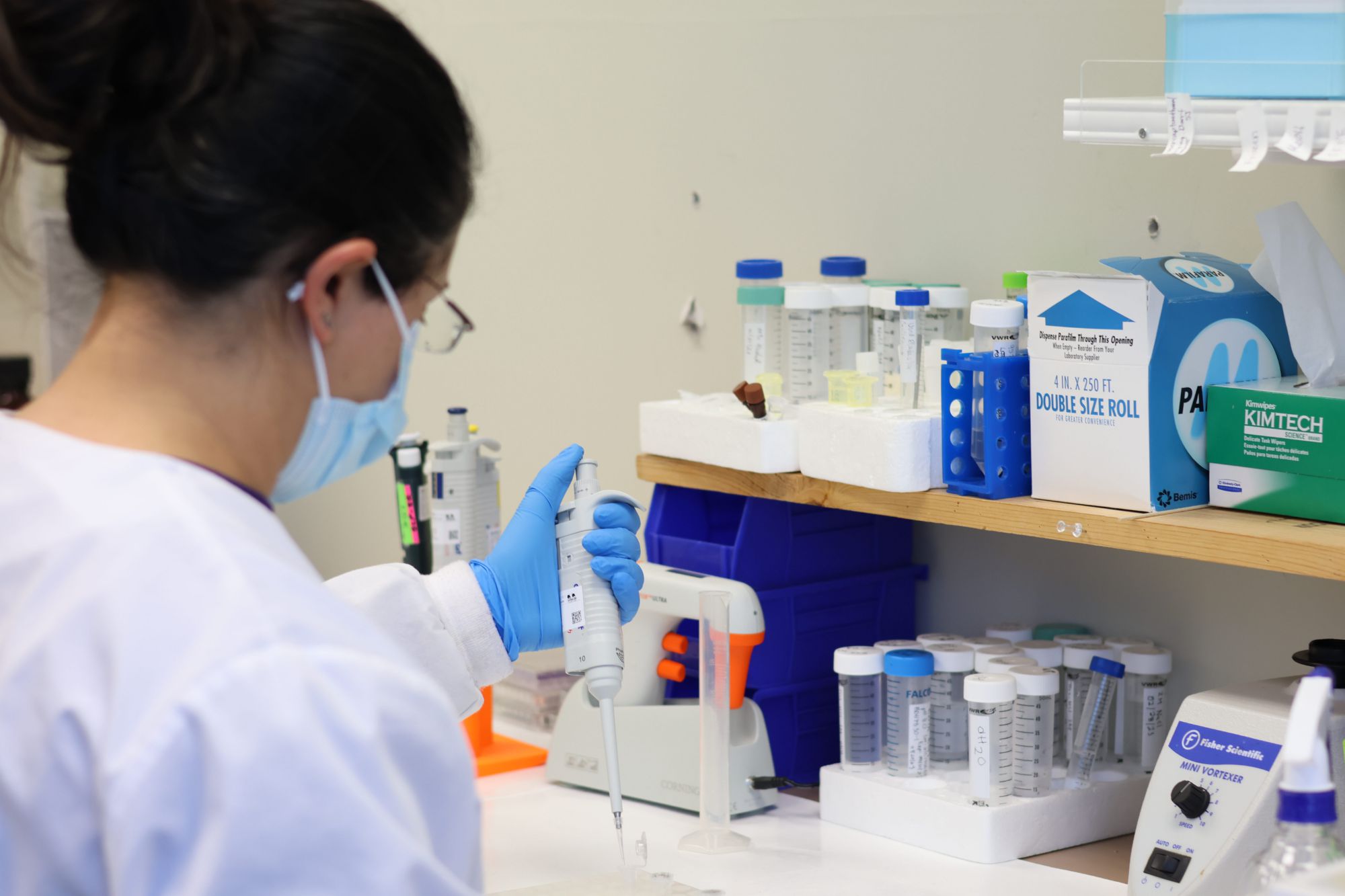 Histotechnologist performing Western Immunoblots